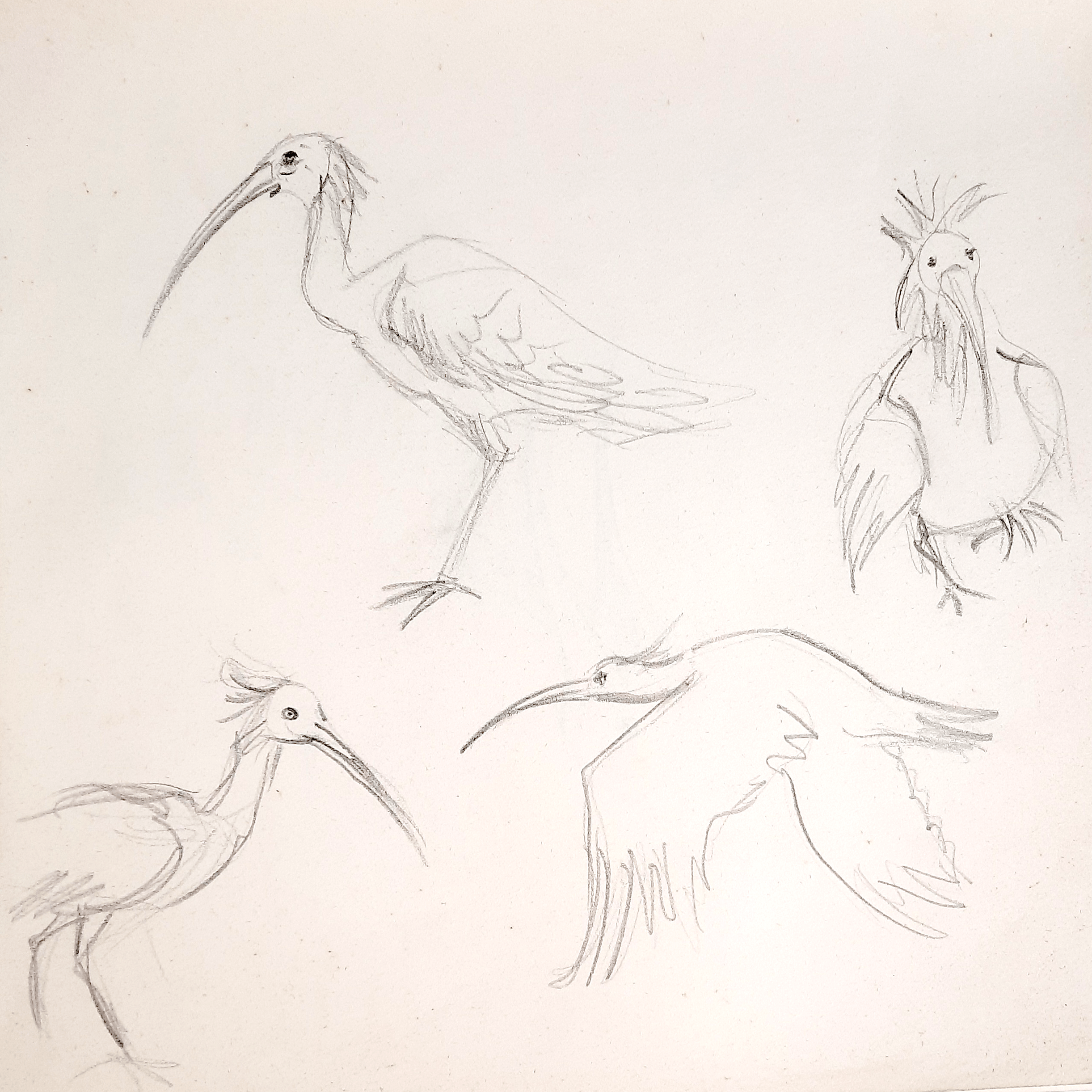 Aves-ilustración-científica-Estefanía-Padullés