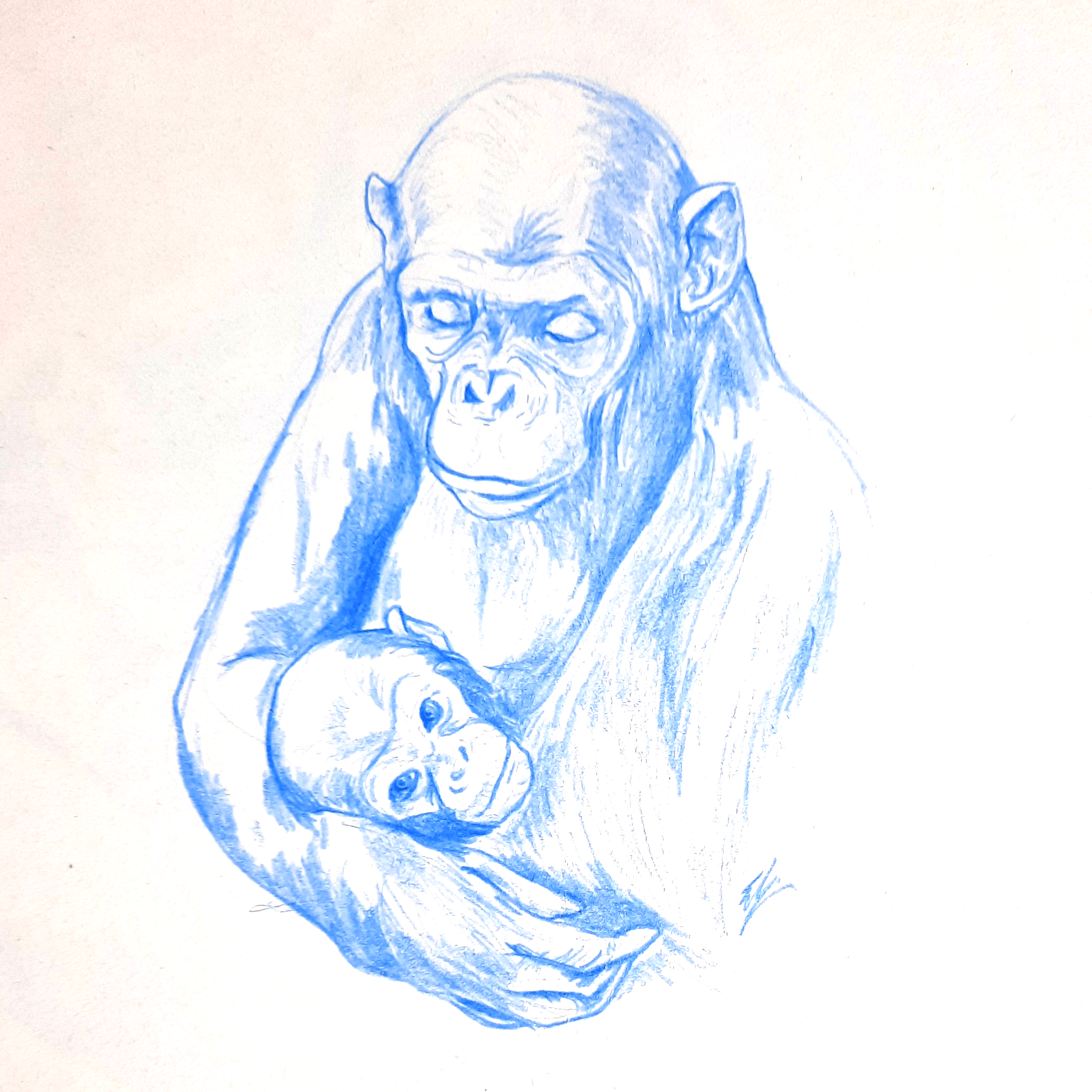 Chimpancés-ilustración-científica-Estefanía-Padullés
