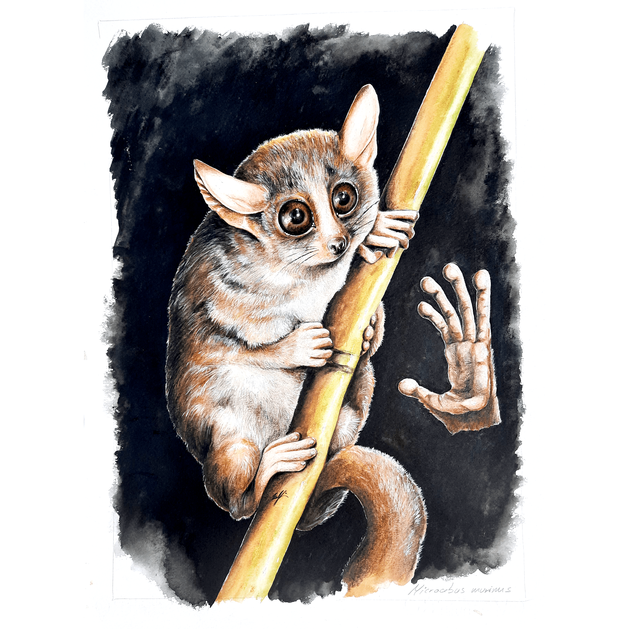 Lémur-ilustración-científica-Estefanía-Padullés