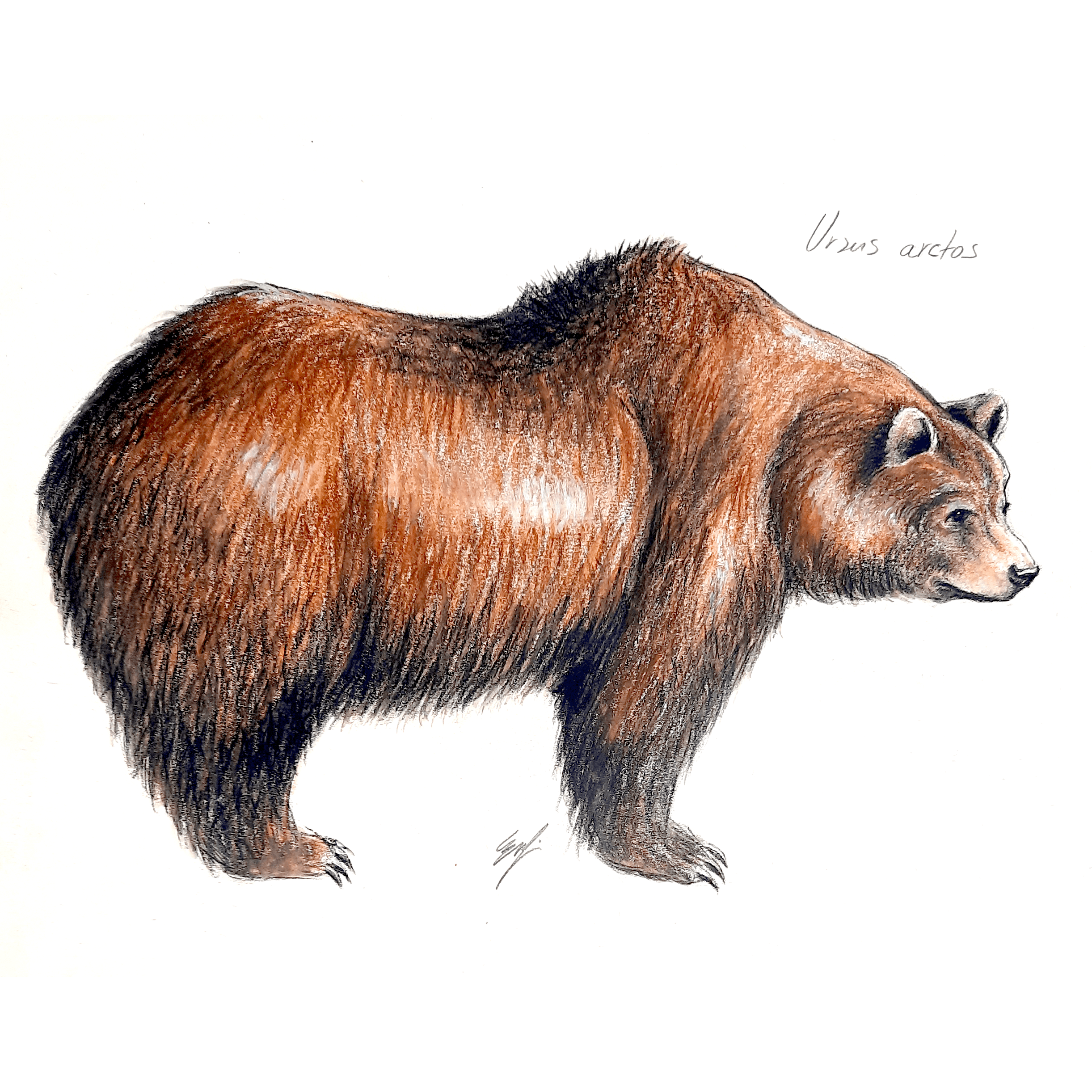 Ursus-ilustración-científica-Estefanía-Padullés